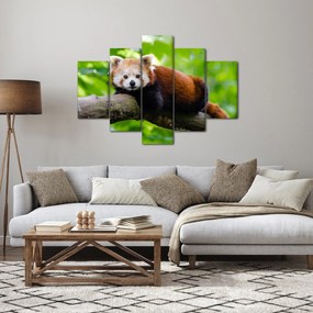 Tablou cu panda roșie (150x105 cm)