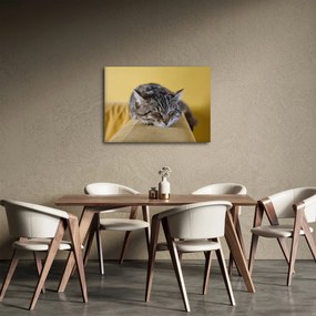 Tablou cu pisica pe fotoliu (70x50 cm)