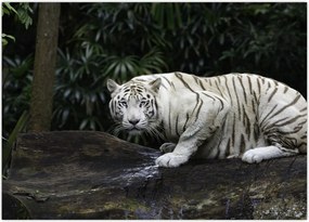 Tablou - Tigru alb (70x50 cm)