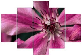 Tablou cu floarea roz de clematis (150x105 cm)