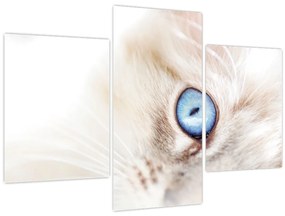 Tablou - Pisicuță (90x60 cm)