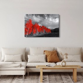 Tablou - Copaci în culorile toamnei (90x60 cm)