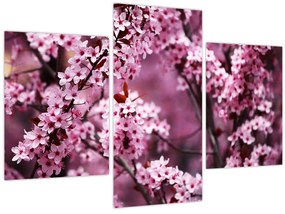 Tablou - Sakura roz (90x60 cm)