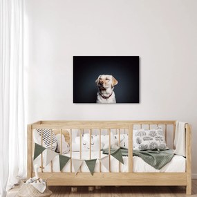 Tablou cu labrador (70x50 cm)