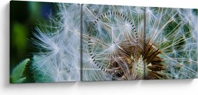 Tabloul cu păpădie desflorit (cu ceas) (90x30 cm)