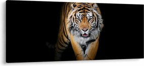 Tablou - Tiger (120x50 cm)