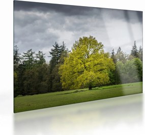 Tablou pe sticlă - Copac verde în câmp (70x50 cm)