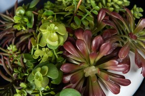 Aranjament floral mic decor festiv design LUX FAT PLANT MIX