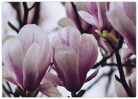 Tablou pe sticlă - Magnolie (70x50 cm)