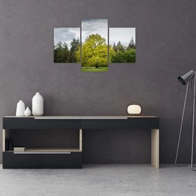 Tablou - Copac verde în câmp (90x60 cm)