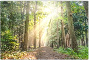 Tablou - Poteci în pădure (90x60 cm)