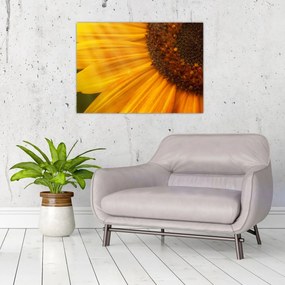 Tablou - Floarea-soarelui (70x50 cm)