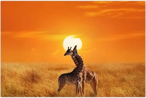 Tablou - Girafe în Parcul Național Serengeti (90x60 cm)