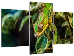 Tablou cu cameleon (90x60 cm)