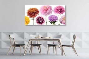 Tablou flori de dalia într-un design divers