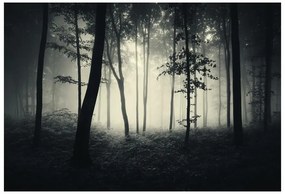 Fototapet Misty Forest