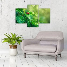 Tablou - Buburuza (90x60 cm)