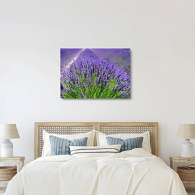 Tablou pe sticlă - lavanda (70x50 cm)