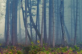 Fototapet pădure misterioasă