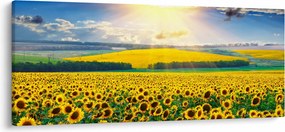 Tablou - Câmp cu floarea soarelui (120x50 cm)