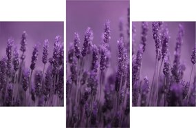 Tablou - Lavanda (90x60 cm)