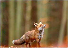 Tablou - Vulpe (70x50 cm)