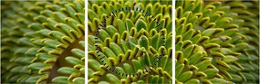 Tablou - Fern (cu ceas) (90x30 cm)