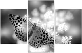 Tablou - Detailu cu fluture care polenizează floare (90x60 cm)