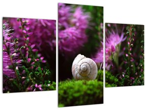Tablou - Cochilie de melc (90x60 cm)