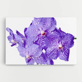 Tablou Canvas, 80x120cm, Dormitor si Living, Flori, Orhidee, Purple White Orchid