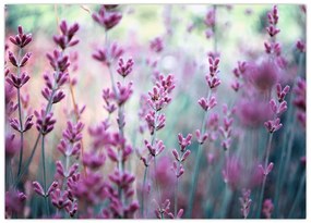 Tablou pe sticlă - Lavandă (70x50 cm)