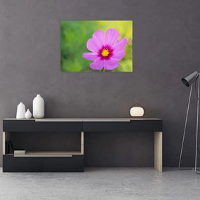 Tablou - floare de câmp (70x50 cm), în 40 de alte dimensiuni noi