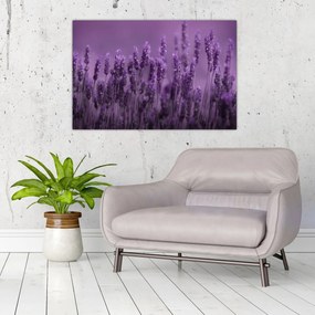 Tablou - Lavanda (90x60 cm)