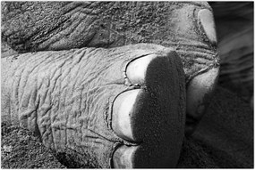 Tablou - Picior de elefant (90x60 cm)