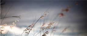 Tablou -Flori de luncă (120x50 cm)