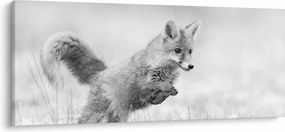 Tablou - Vulpe care sare,alb-negru (120x50 cm)