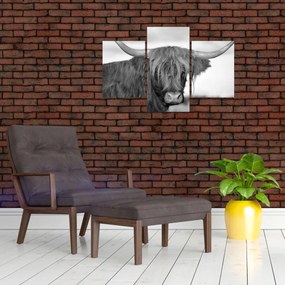 Tablou - Vacă scoțiană 2,alb-negru (90x60 cm)