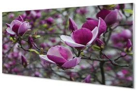 Tablouri pe sticlă magnolie violet