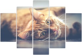 Tablou - Pisici pe podea (150x105 cm)