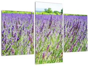 Tablou - Lavandă în câmp (90x60 cm)