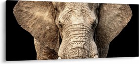 Tablou - Elefant african (120x50 cm)