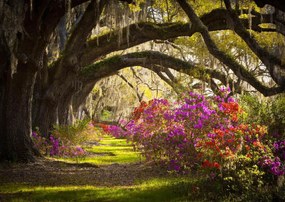 Fototapet. Plantatie de magnolii din Carolina de Sud Art.01396