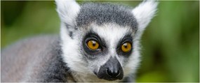 Tablou cu lemur (120x50 cm)