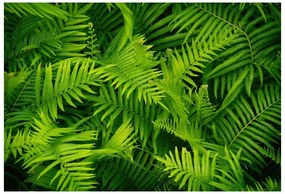 Fototapet Green Fern