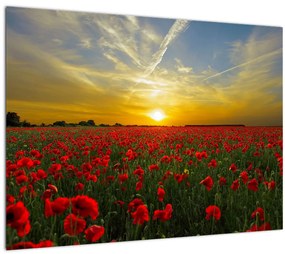 Tablou cu câmp cu maci (70x50 cm)