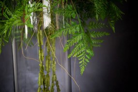 Aranjament floral mediu design LUX GREEN BALL TILL