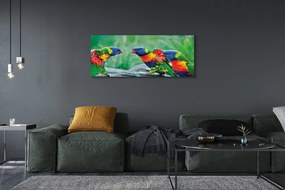 Tablouri canvas copac papagal colorat