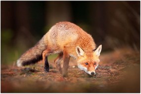 Tablou - Vulpe in pădure (90x60 cm)