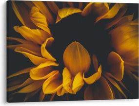 Tablou - Floarea-soarelui în fundal negru (70x50 cm)