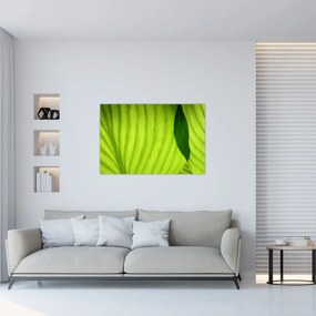 Tablou - Detaliu de frunză verde (90x60 cm)
